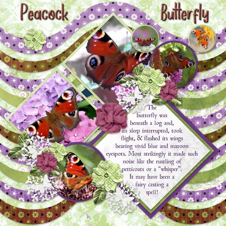 Peacock Butterfly